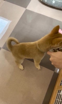 えだまめ君の初めての「待て」⑩