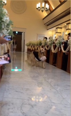 リングドッグに挑戦するジャックくん3