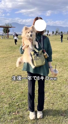 大きな小型犬を抱っこする女性