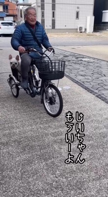 電動式三輪車のカゴに乗って、口元を舐める犬