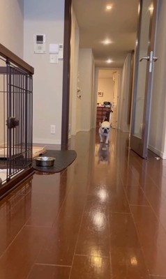 武蔵くんを呼んだ時の態度の差3