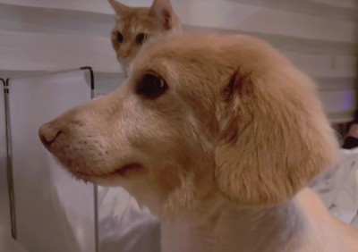 動揺が出すぎてる