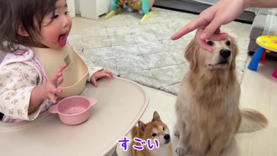 わんこたちと1歳の女の子