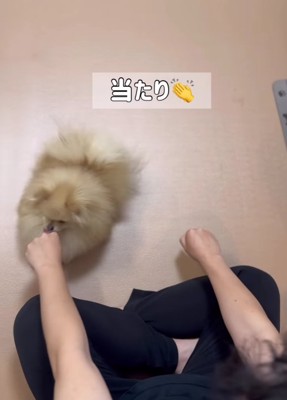 飼い主さんの左手に鼻を近づける小型犬