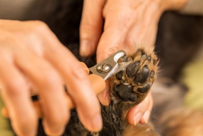 犬の足の爪を切る