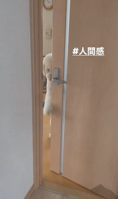 ドアの向こうから出てこようとしている犬