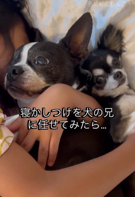 寝かしつけをするたま君