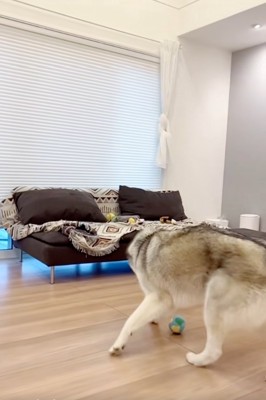 ボールを見失うセナくん