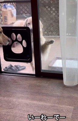 窓の外に前足をあげている大型犬