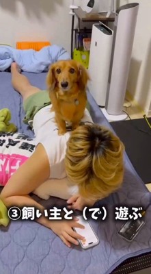 ベッドに寝転がっている飼い主の背中に乗る犬