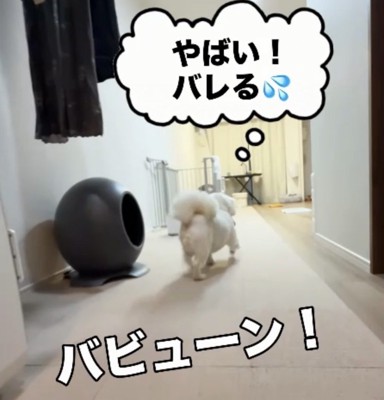 靴を運ぶ犬