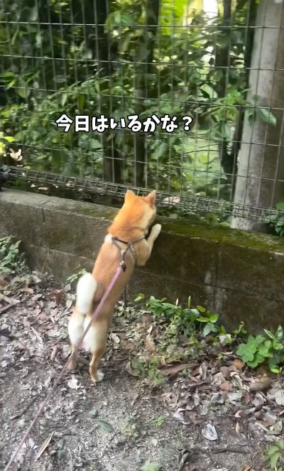 立ち上がって庭を覗く犬