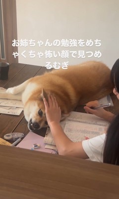 勉強中のお姉ちゃんを見つめるむぎちゃん4