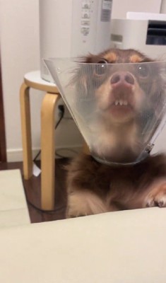 なぜか誇らしげ