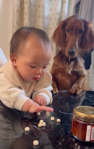 机に散らばるボーロを掴もうとする赤ちゃんとそれを見つめるアイリッシュセター