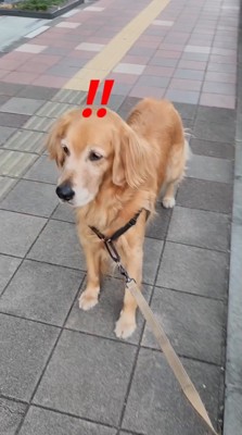 道で立ち止まる犬