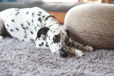 留守番中に床に伏せる犬