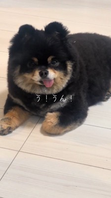 飼い主の言葉を聞いて首を縦に振る犬