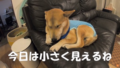 いつもより小さく見える…