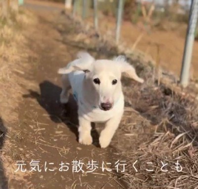 お散歩も大好きになった♪