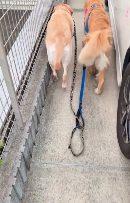 歩いていく2匹の大型犬