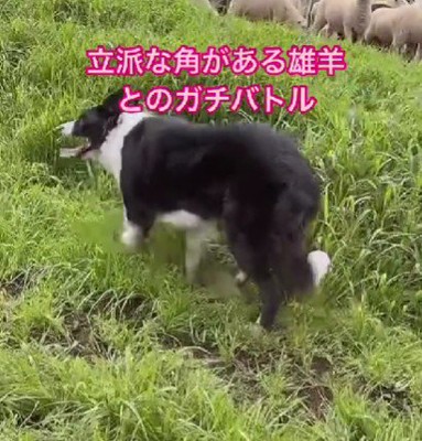 毅然と戦うわかばちゃん