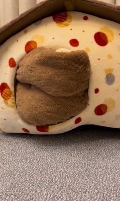 「おやつ」と聞いた文太くんの反応2