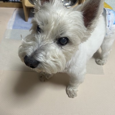 食べましたけどもっ！