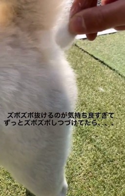 毛が抜けるおもちちゃん2