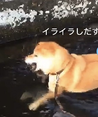 イライラし始める犬