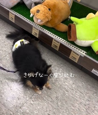 座る犬