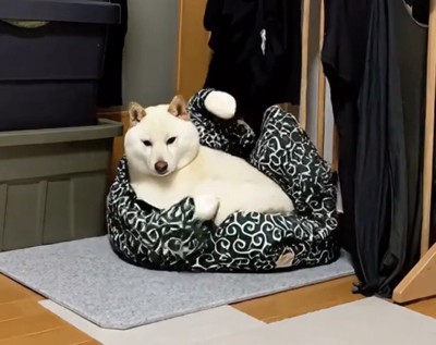 唐草模様のベッドの中で前足を振り上げる犬