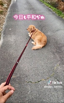 座り込むハッピーちゃん