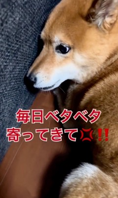 激怒する柴犬