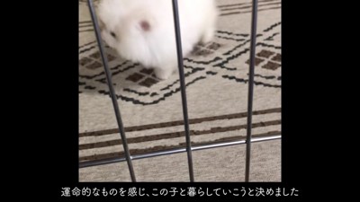 マヨちゃんと出会うことに！