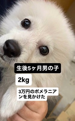 3万円で売れ残っていた子犬