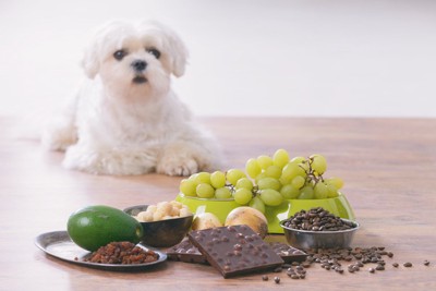 犬と危険な食材