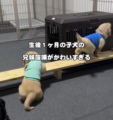 木の枠のそばにいる子犬たち