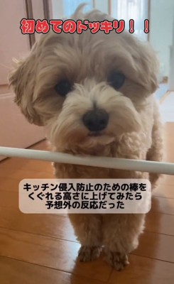 初ドッキリのもち太くん