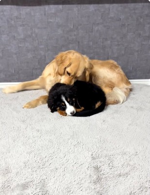 毛づくろいするゴールデンさん