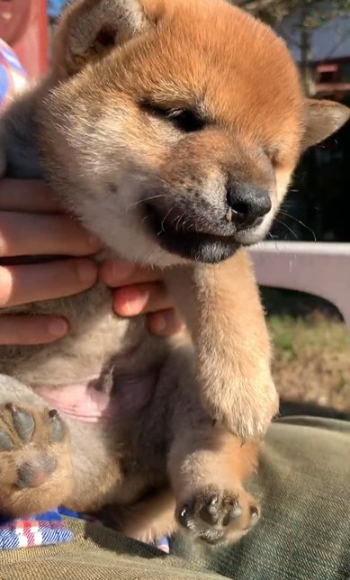 抱っこされる柴犬のパピー