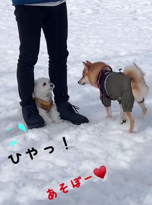 白い犬の前にやって来た柴犬