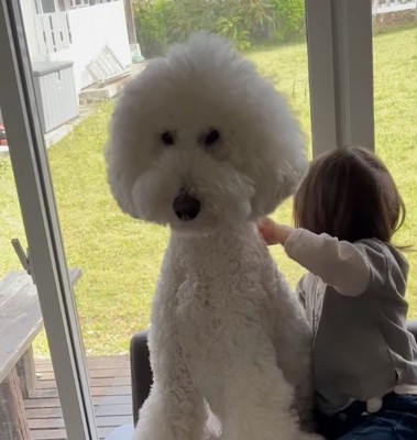 困惑気味に見つめる大型犬