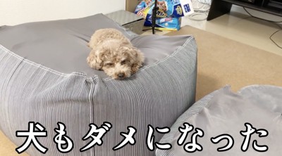 犬もダメにするソファ