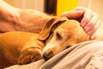 頭を撫でられる老犬