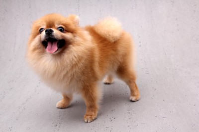 立っているポメラニアン