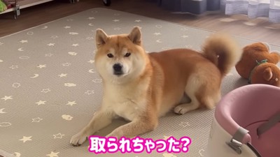 困った顔の犬