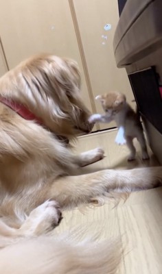 全力じゃれ合い!!