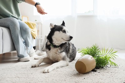 植物を倒して叱られるシベリアンハスキー
