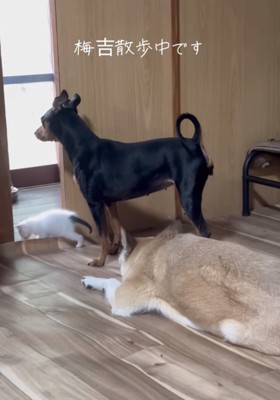 お部屋を散歩する子猫